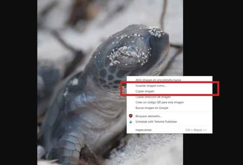 Opciones de guardar imagen de tortuga bebé